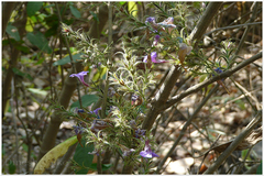 Mackenziea intergrifolia